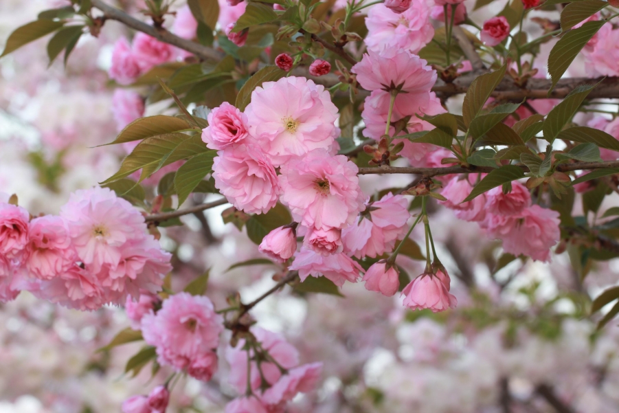 调整大小 IMG_6685.JPG