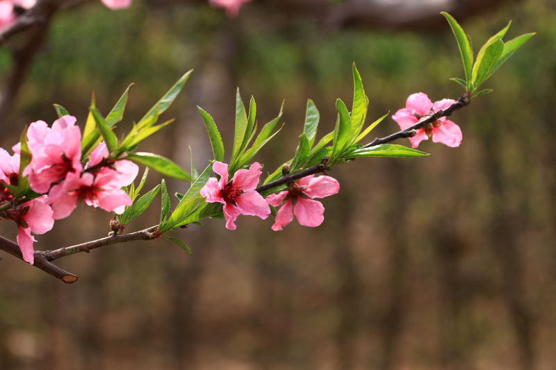 桃花开了 073.jpg