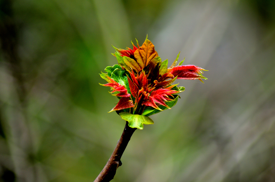 DSC_0052.JPG