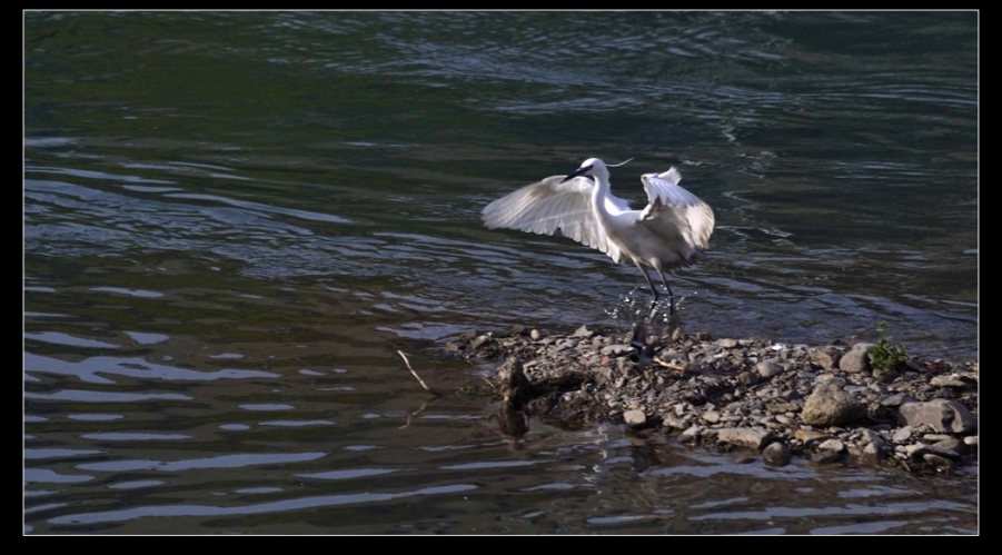 鹭鸶回到岚河边