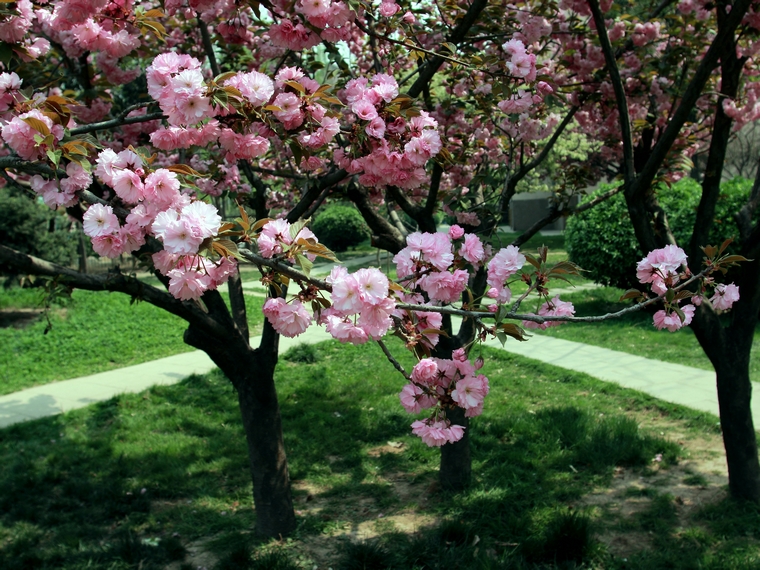 nEO_IMG_0410  canon2035L2.8 樱花15.jpg