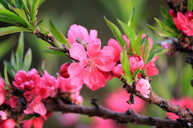 nEO_IMG_桃花33.jpg