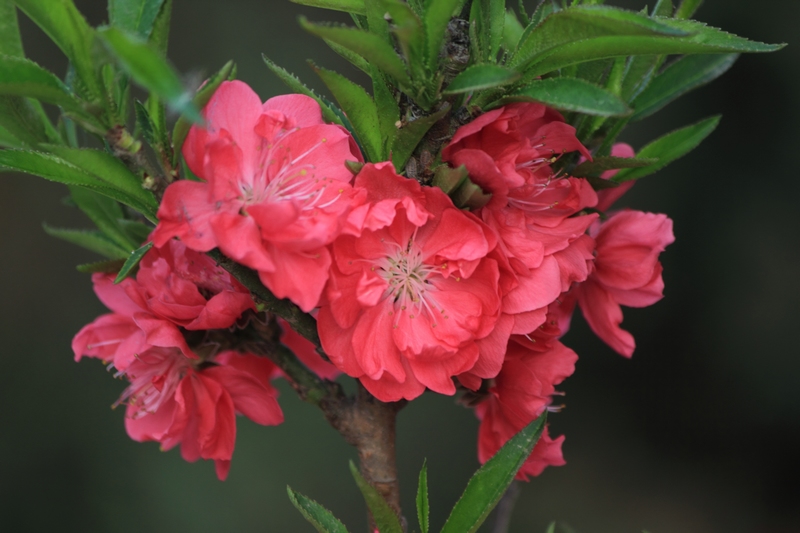 nEO_IMG_桃花5.jpg