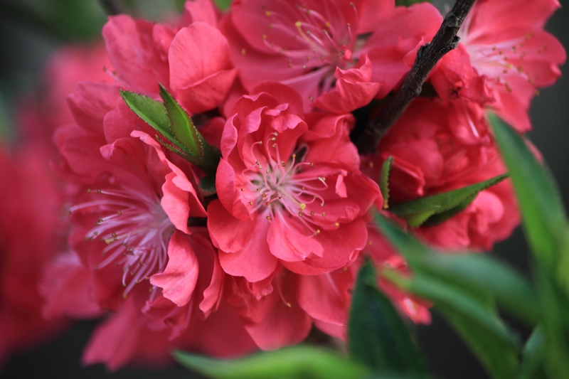 nEO_IMG_桃花6.jpg