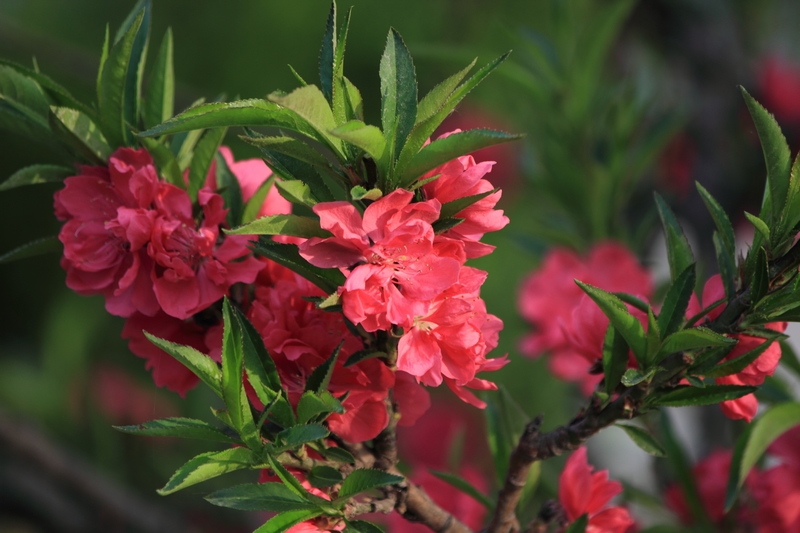nEO_IMG_桃花21.jpg