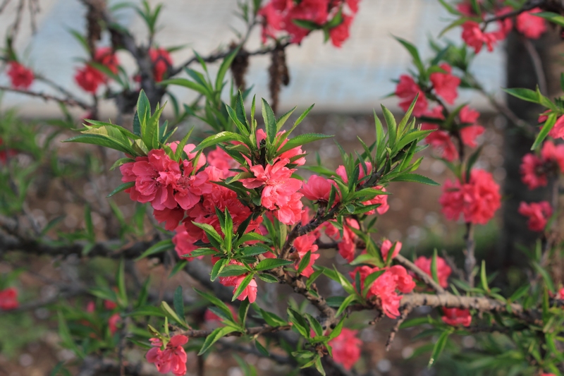 nEO_IMG_桃花22.jpg