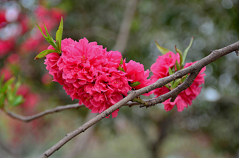 照片 010_副本.jpg