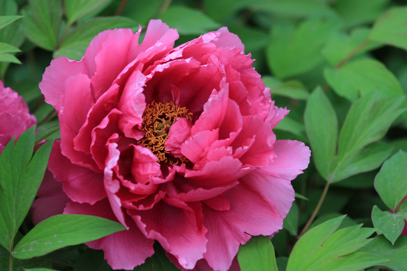 再拍牡丹 055.jpg