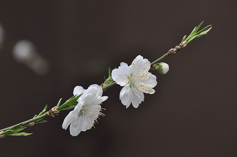 碧桃花