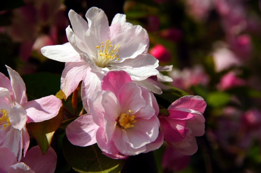 DSC04587.jpg