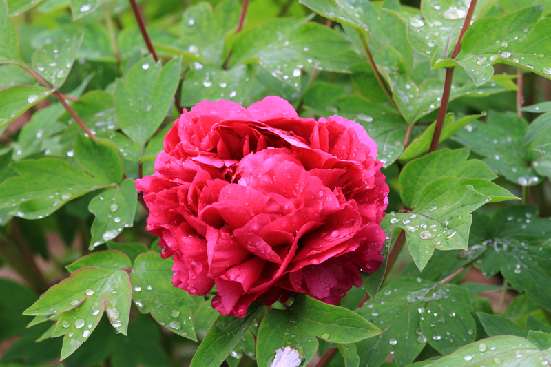 牡丹与小林 054.jpg