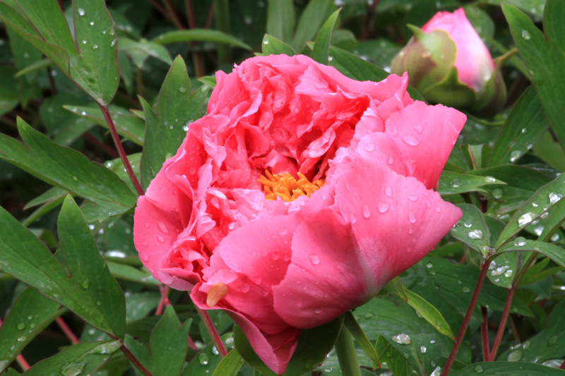 牡丹与小林 128.jpg