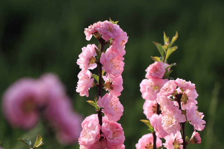 调整大小 IMG_5803.JPG