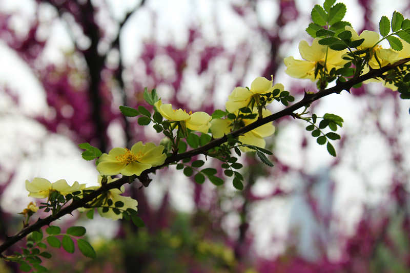IMG_6770_副本.jpg