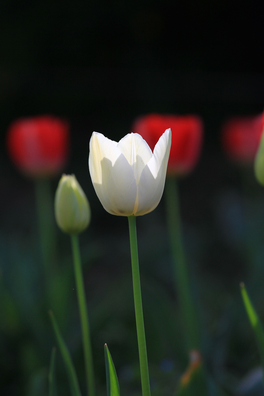 四拍牡丹 035.jpg