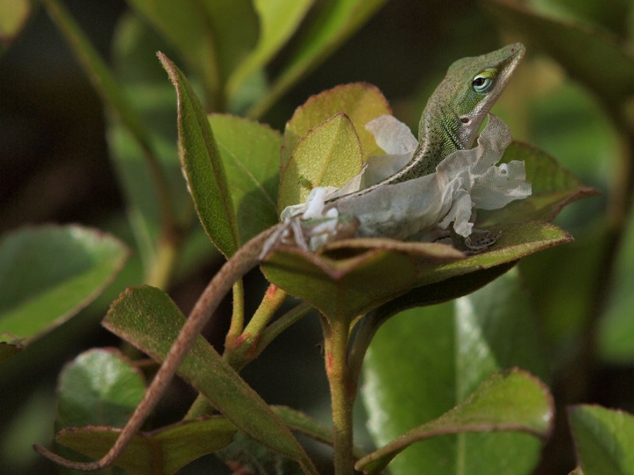 green-anole-spring_50507_990x742.jpg