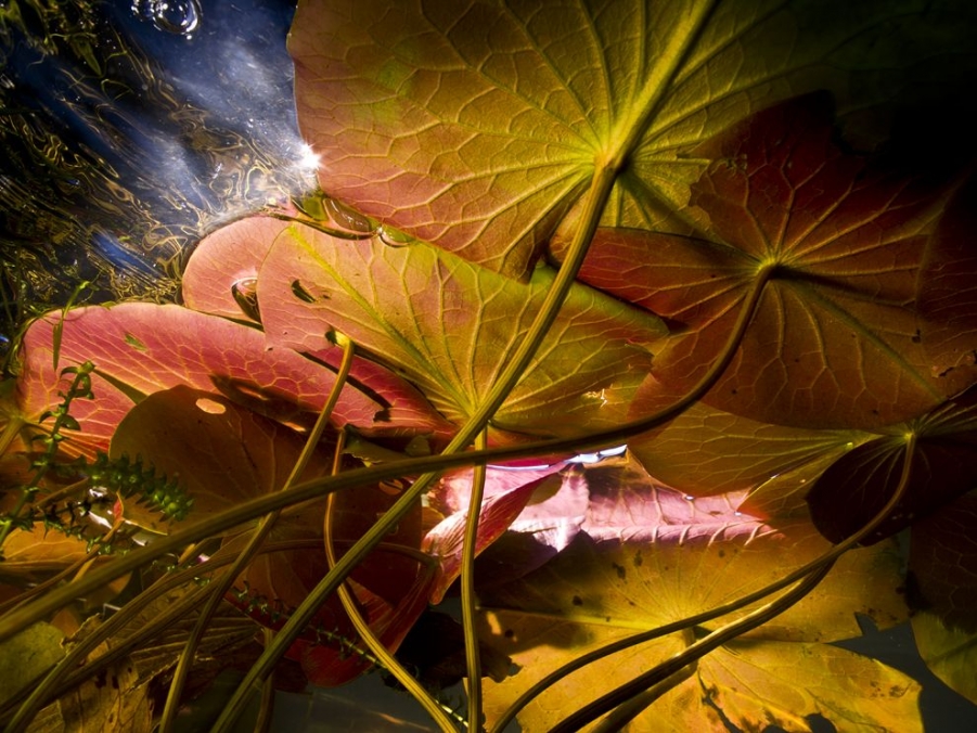 lily-pads-lake-melford_50511_990x742.jpg
