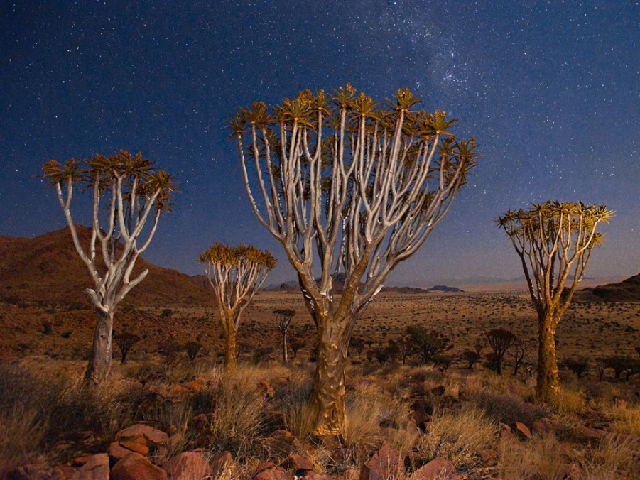 quiver-trees-lanting_49759_990x742.jpg