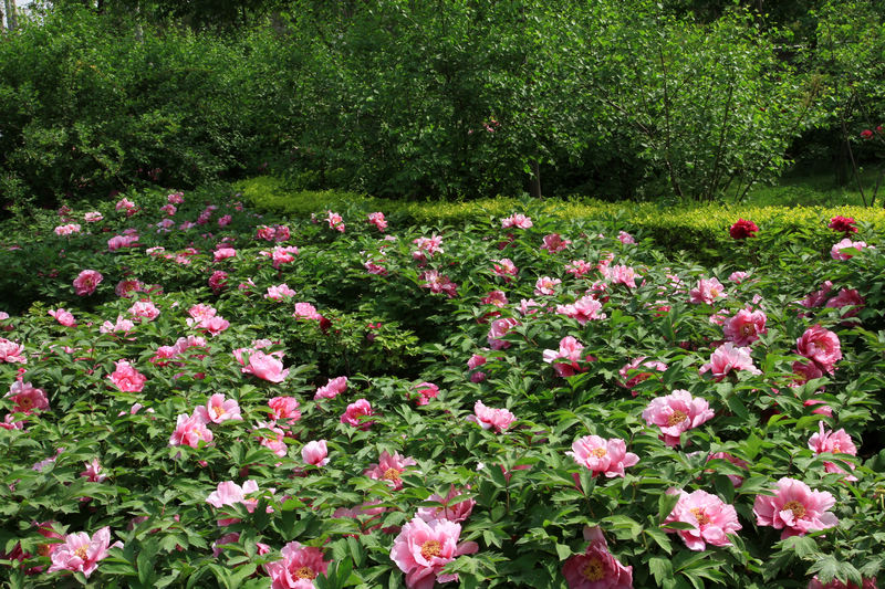 牡丹花开春满园 097.jpg