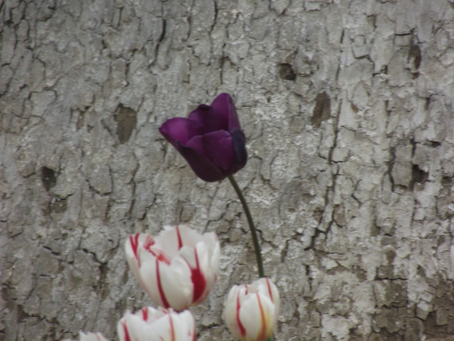 DSCF3388.JPG