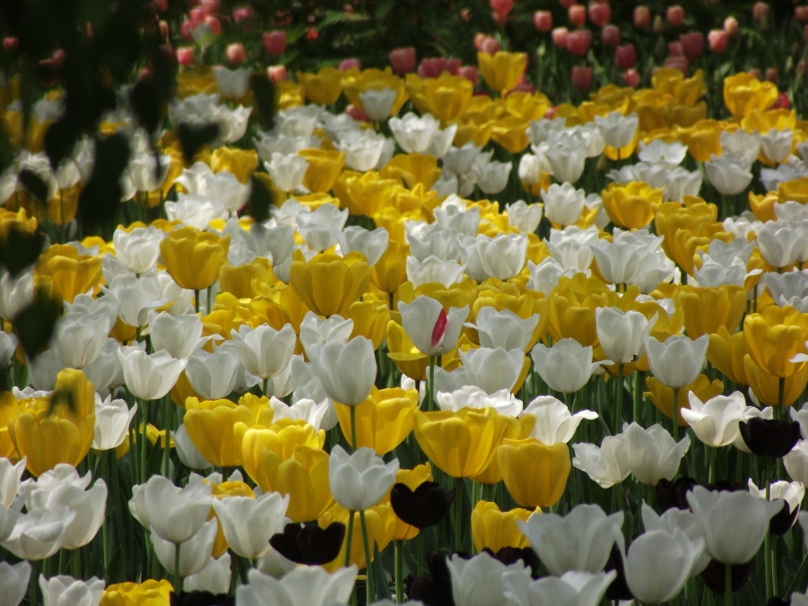 DSCF3318.JPG