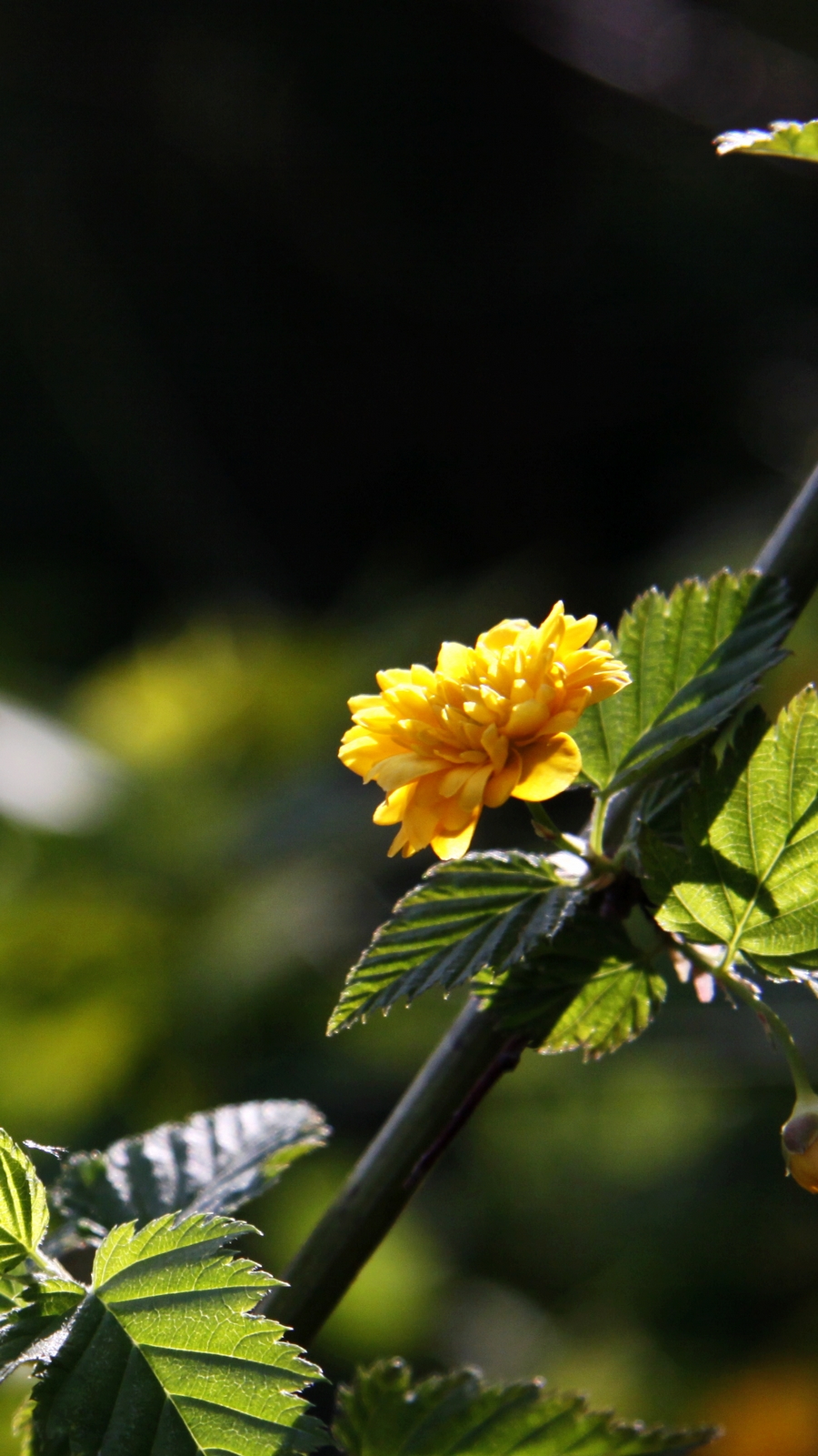 _MG_7609.jpg