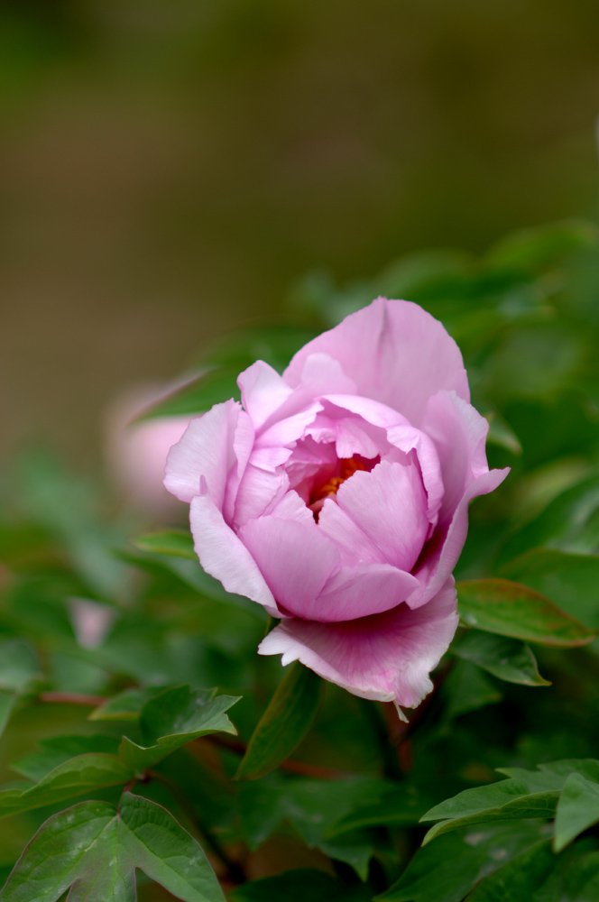 DSC_0051.JPG