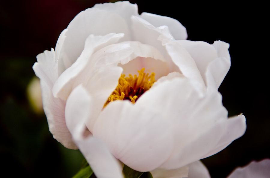 20120417-XHQ_8843.jpg