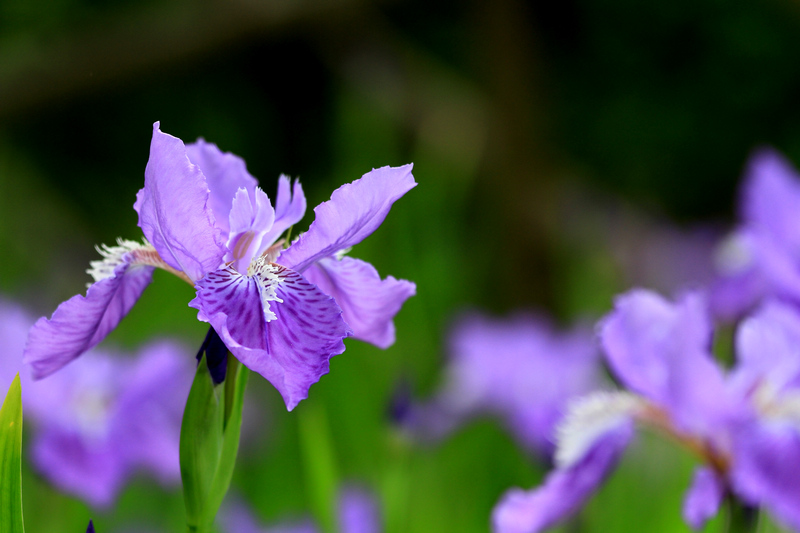 五拍牡丹 168.jpg