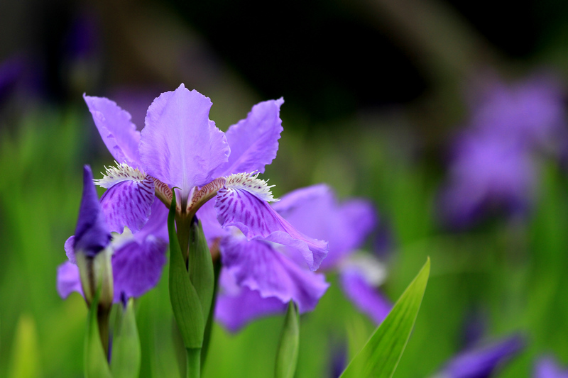 五拍牡丹 169.jpg