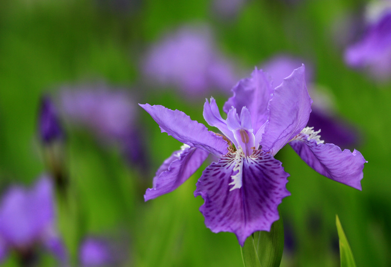 五拍牡丹 180.jpg