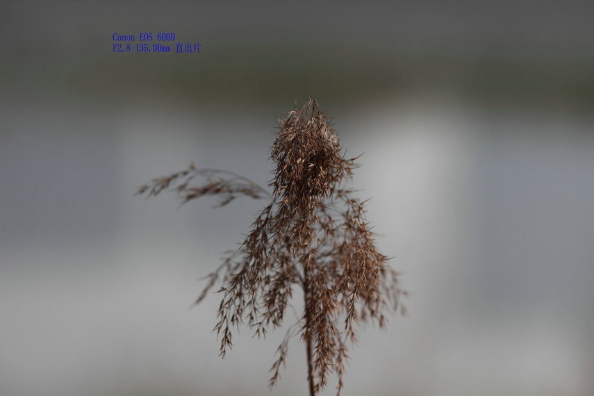 nEO_IMG_100L VS 135L15.jpg