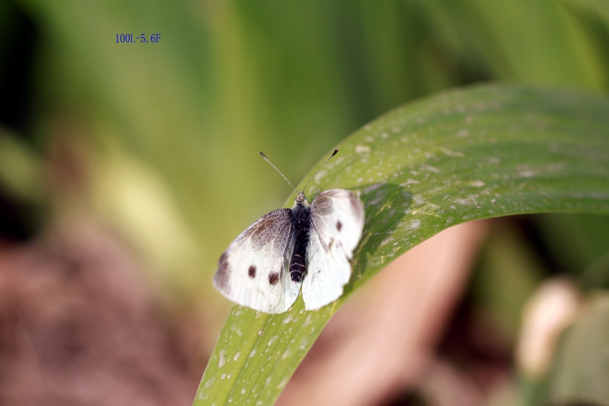 nEO_IMG_IMG_7904.jpg