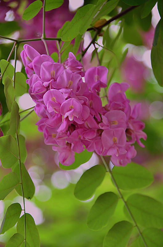 照片 066_副本.jpg