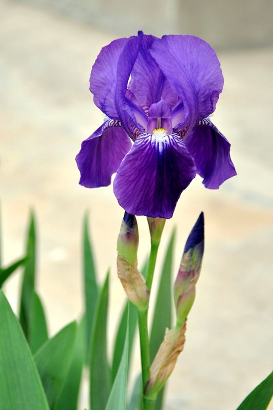 DSC_0052.JPG