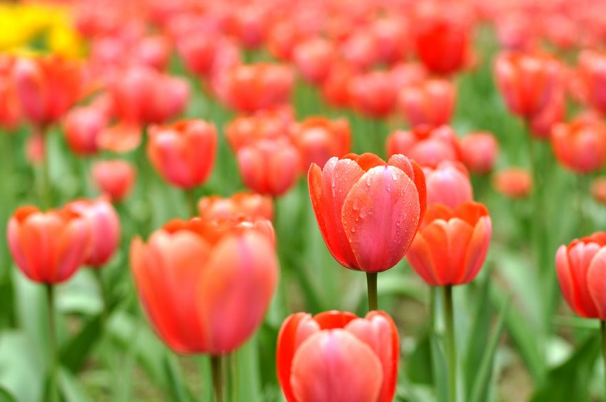 兴庆宫交大随拍 (72).jpg