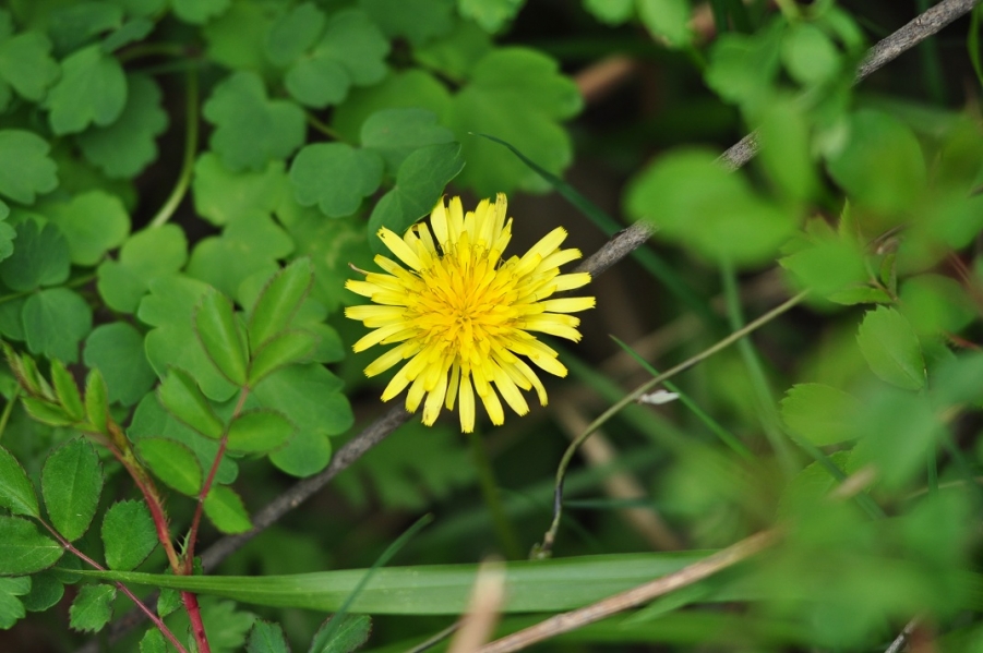 DSC_0304.JPG