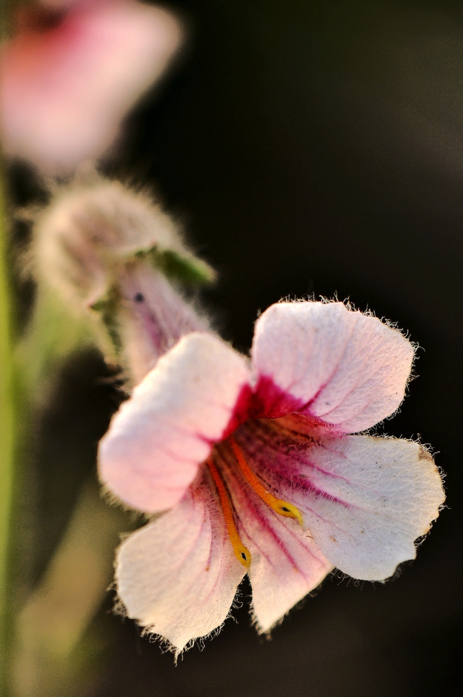 DSC_0380.jpg