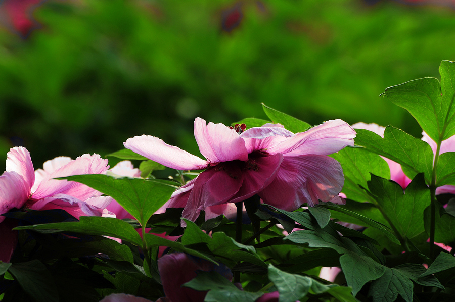 DSC_3603.JPG