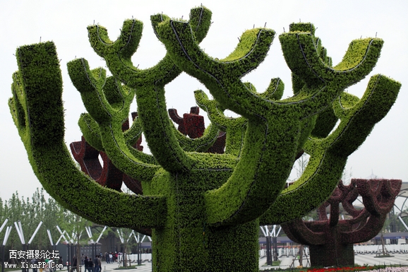 5d2  0428世园会04.JPG