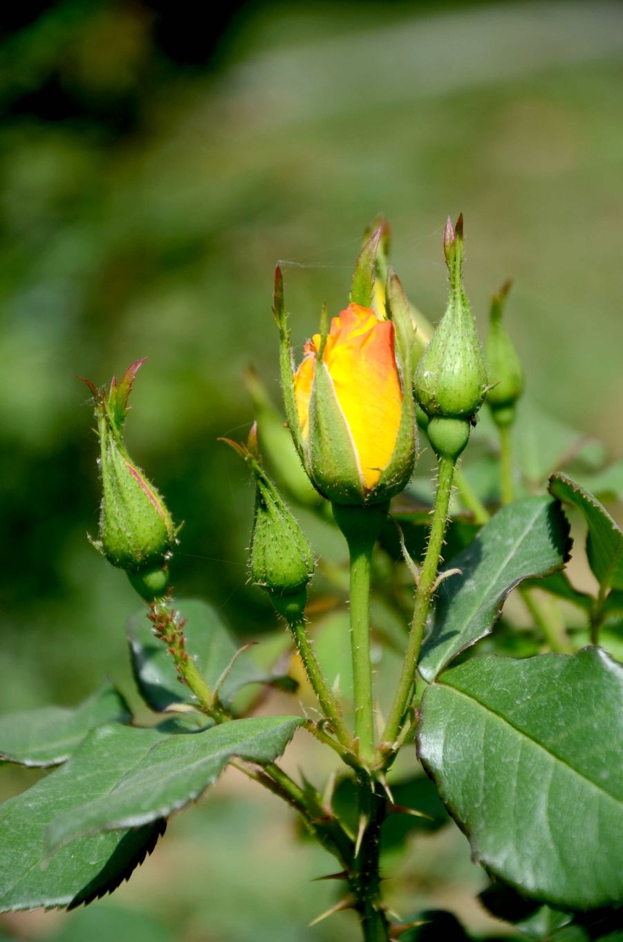 LYX_2792.JPG