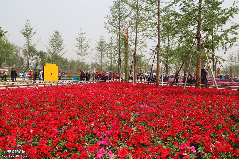 麻豆 242_副本.jpg