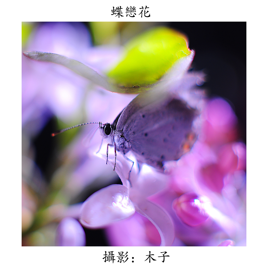 DSC_0158副本副本.jpg