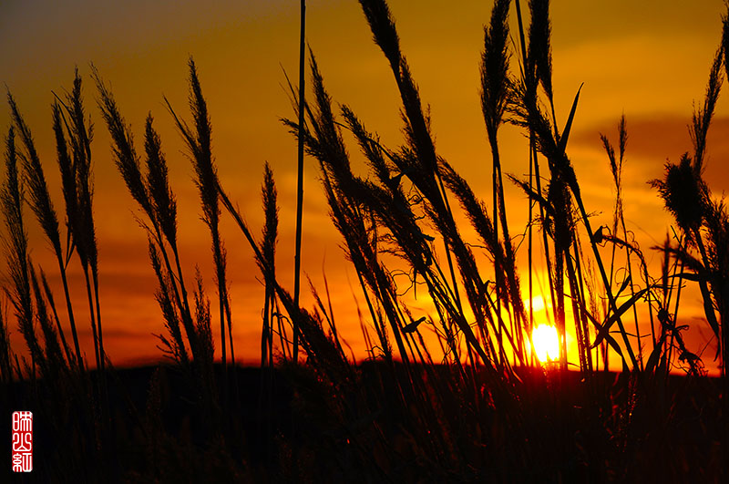 苇.jpg