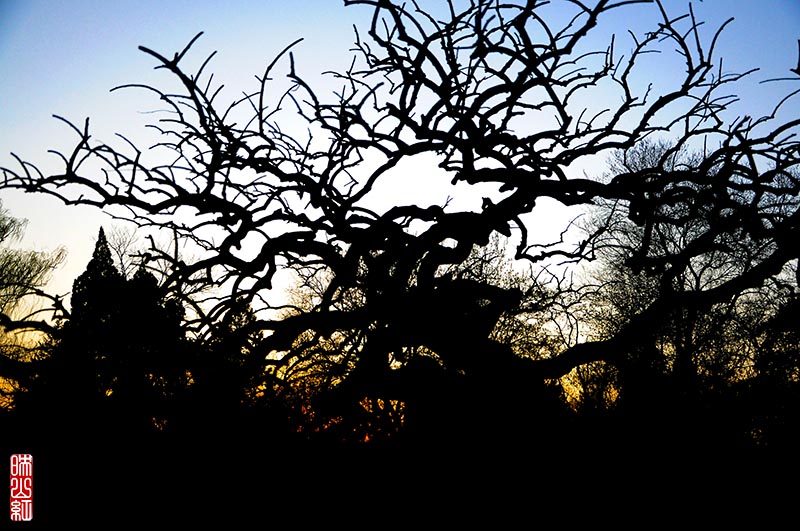 暮色中的龙爪槐.jpg