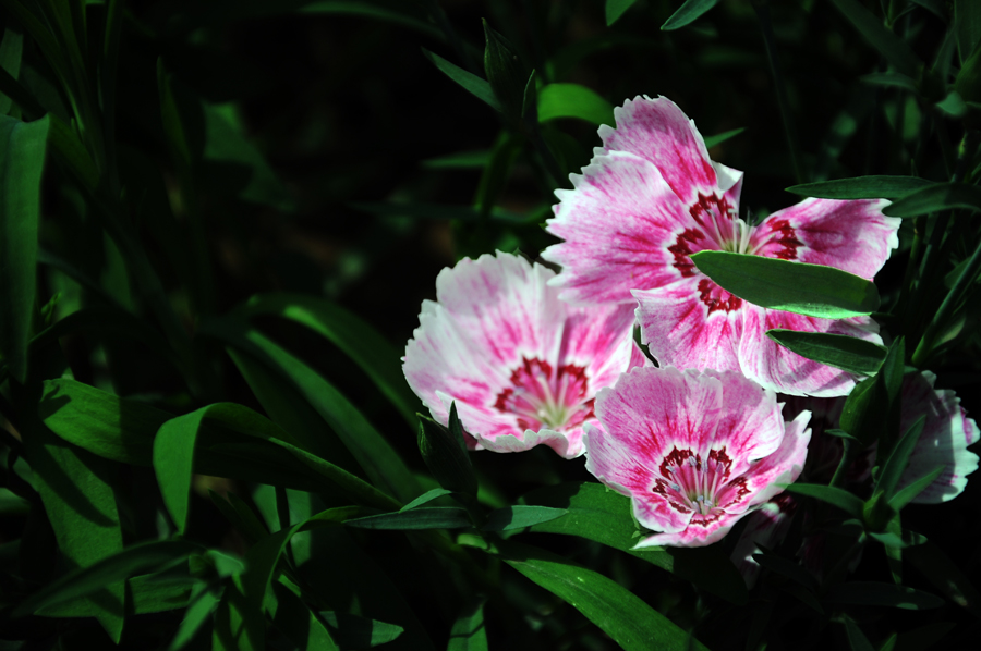 DSC_0832.JPG