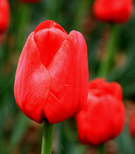 郁金香 076_副本.jpg