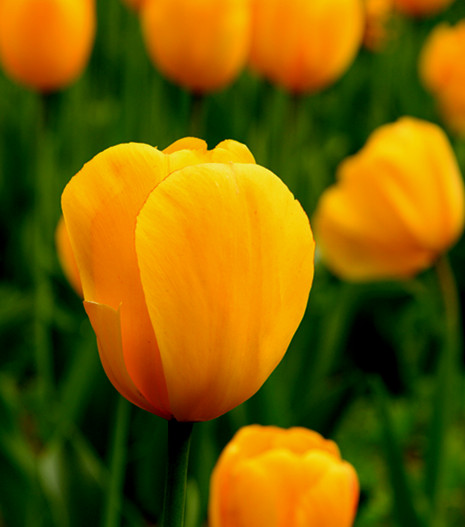 复件 郁金香 057_副本.jpg