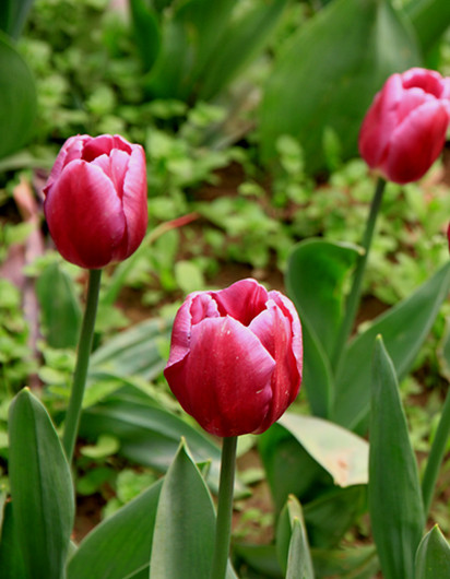 复件 郁金香 071_副本.jpg