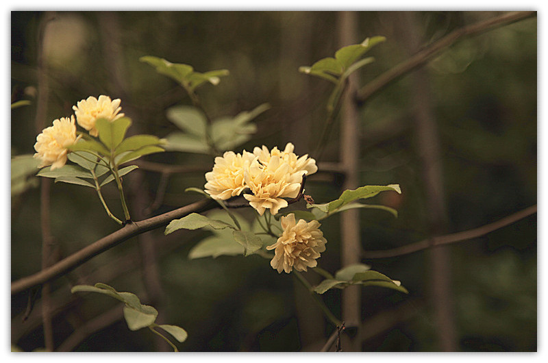 麻豆 160_副本_副本.jpg